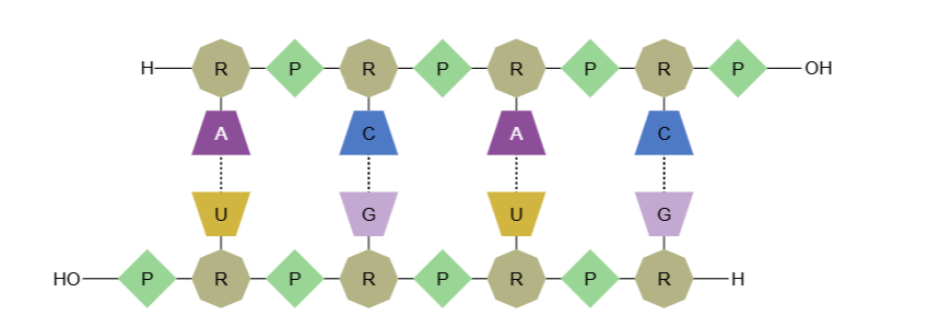 image (2).png